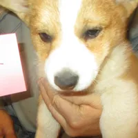 Clyde, a male Pembroke Welsh Corgi for sale in Harper, OR – Photo 2 of 2