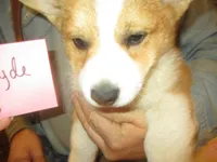 Clyde, a male Pembroke Welsh Corgi for sale in Harper, OR – Photo 2 of 2