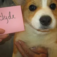 Clyde, a male Pembroke Welsh Corgi for sale in Harper, OR – Photo 1 of 2