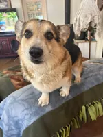 Mugsy, a male Pembroke Welsh Corgi for sale in Harper, OR – 1 of 4