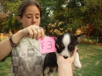 Female 3, a female Pembroke Welsh Corgi for sale in Harper, OR – Photo 1 of 2