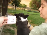 Female 3, a female Pembroke Welsh Corgi for sale in Harper, OR – Photo 2 of 2