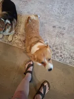 Lainie Lou, a female Pembroke Welsh Corgi for sale in Harper, OR – Photo 5 of 7