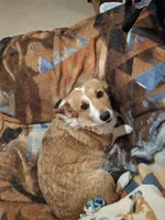 Lainie Lou, a female Pembroke Welsh Corgi for sale in Harper, OR – Photo 1 of 7