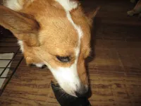 Lainie Lou, a female Pembroke Welsh Corgi for sale in Harper, OR – Photo 4 of 7