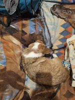 Lainie Lou, a female Pembroke Welsh Corgi for sale in Harper, OR – Photo 6 of 7