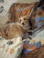 Lainie Lou, a female Pembroke Welsh Corgi for sale in Harper, OR – Photo 7 of 7