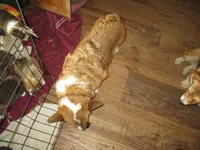 Lainie Lou, a female Pembroke Welsh Corgi for sale in Harper, OR – Photo 3 of 7