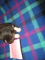 Snickers Male4, a male Pembroke Welsh Corgi for sale in Harper, OR – Photo 2 of 2