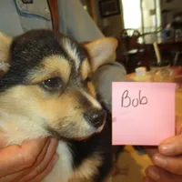Bob, a male Pembroke Welsh Corgi for sale in Harper, OR – Photo 2 of 2