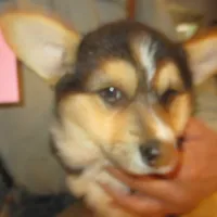Bob, a male Pembroke Welsh Corgi for sale in Harper, OR – Photo 1 of 2