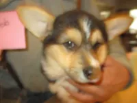 Bob, a male Pembroke Welsh Corgi for sale in Harper, OR – Photo 1 of 2