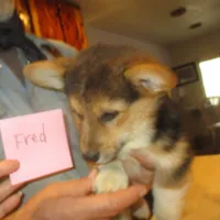 Fred, a male Pembroke Welsh Corgi for sale in Harper, OR – Photo 2 of 3