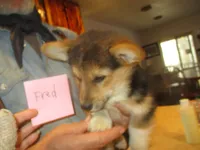 Fred, a male Pembroke Welsh Corgi for sale in Harper, OR – Photo 2 of 3