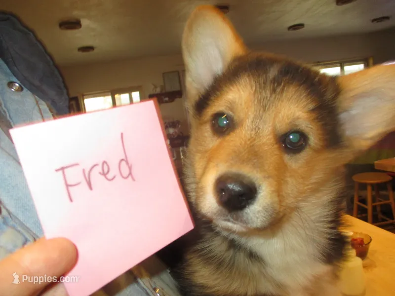 Fred