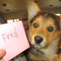 Fred, a male Pembroke Welsh Corgi for sale in Harper, OR – Photo 1 of 3