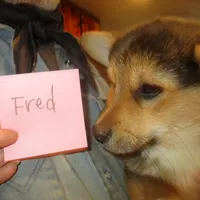 Fred, a male Pembroke Welsh Corgi for sale in Harper, OR – Photo 3 of 3