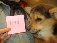 Fred, a male Pembroke Welsh Corgi for sale in Harper, OR – Photo 3 of 3