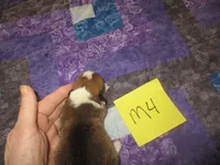 Male 4, a male Pembroke Welsh Corgi for sale in Harper, OR – Photo 2 of 2