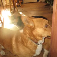 Cap'n Jax Parrow, a male Pembroke Welsh Corgi for sale in Harper, OR – Photo 6 of 6