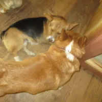 Cap'n Jax Parrow, a male Pembroke Welsh Corgi for sale in Harper, OR – Photo 3 of 6