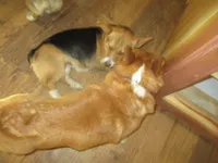 Cap'n Jax Parrow, a male Pembroke Welsh Corgi for sale in Harper, OR – Photo 3 of 6