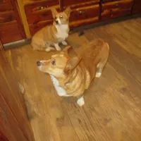 Cap'n Jax Parrow, a male Pembroke Welsh Corgi for sale in Harper, OR – Photo 4 of 6