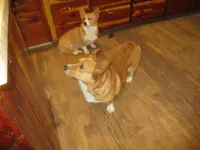 Cap'n Jax Parrow, a male Pembroke Welsh Corgi for sale in Harper, OR – Photo 4 of 6