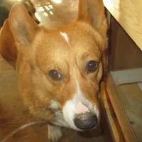 Cap'n Jax Parrow, a male Pembroke Welsh Corgi for sale in Harper, OR – Photo 1 of 6