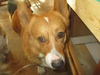 Cap'n Jax Parrow, a male Pembroke Welsh Corgi for sale in Harper, OR – Photo 1 of 6