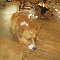 Cap'n Jax Parrow, a male Pembroke Welsh Corgi for sale in Harper, OR – Photo 2 of 6