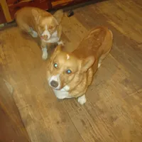 Cap'n Jax Parrow, a male Pembroke Welsh Corgi for sale in Harper, OR – Photo 5 of 6