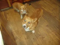 Cap'n Jax Parrow, a male Pembroke Welsh Corgi for sale in Harper, OR – Photo 5 of 6