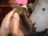 Female 4, a female Pembroke Welsh Corgi for sale in Harper, OR – Photo 2 of 2