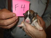 Female 4, a female Pembroke Welsh Corgi for sale in Harper, OR – Photo 1 of 2