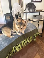 Mugsy, a male Pembroke Welsh Corgi for sale in Harper, OR – 2 of 4