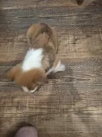 Beau, a male Pembroke Welsh Corgi for sale in Harper, OR – Photo 7 of 7