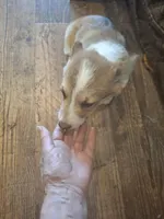 Beau, a male Pembroke Welsh Corgi for sale in Harper, OR – Photo 6 of 7