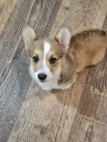 Beau, a male Pembroke Welsh Corgi for sale in Harper, OR – Photo 1 of 7