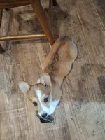 Beau, a male Pembroke Welsh Corgi for sale in Harper, OR – Photo 4 of 7