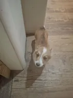 Beau, a male Pembroke Welsh Corgi for sale in Harper, OR – Photo 5 of 7