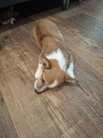 Beau, a male Pembroke Welsh Corgi for sale in Harper, OR – Photo 2 of 7