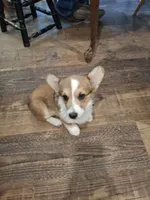 Beau, a male Pembroke Welsh Corgi for sale in Harper, OR – Photo 3 of 7