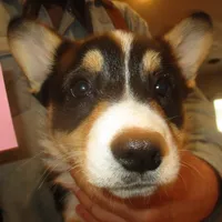 Checkers, a male Pembroke Welsh Corgi for sale in Harper, OR – Photo 2 of 2