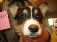 Checkers, a male Pembroke Welsh Corgi for sale in Harper, OR – Photo 2 of 2