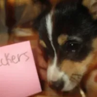 Checkers, a male Pembroke Welsh Corgi for sale in Harper, OR – Photo 1 of 2