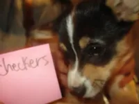 Checkers, a male Pembroke Welsh Corgi for sale in Harper, OR – Photo 1 of 2