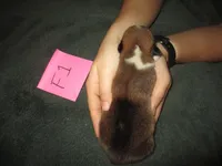 Female 1, a female Pembroke Welsh Corgi for sale in Harper, OR – Photo 2 of 2