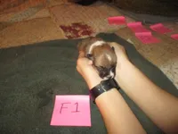 Female 1, a female Pembroke Welsh Corgi for sale in Harper, OR – Photo 1 of 2