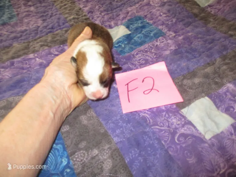 Female 2, a female Pembroke Welsh Corgi for sale in Harper, OR – Photo 1 of 2